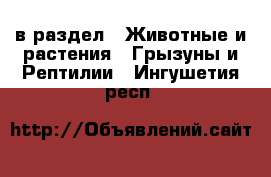  в раздел : Животные и растения » Грызуны и Рептилии . Ингушетия респ.